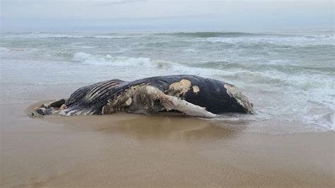 Carcass Of Humpback Whale Washes Up On Obx Beach