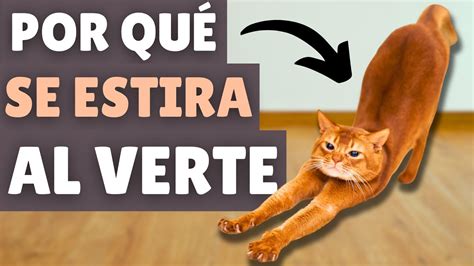 Descubre El Misterio Por Qu Tu Gato Se Estira Al Verte Youtube