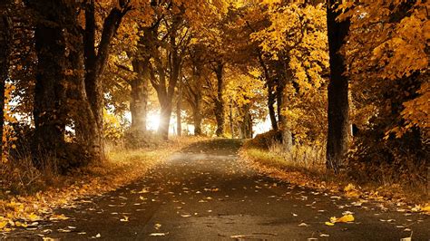 Wallpaper Sunlight Trees Forest Leaves Nature Road Branch Evening Morning Light Tree