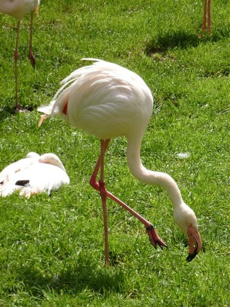 White Flamingo On Green Grass In The Bright Sun Free Image Download