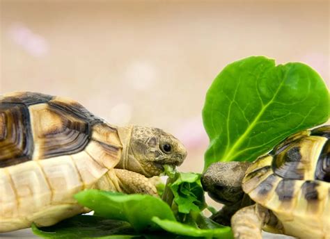 Alimentation Des Tortues D Hermann Comment Nourrir Sa Tortue