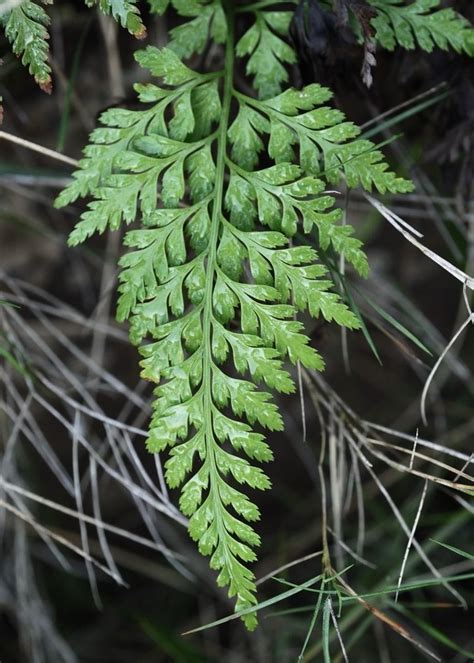 Asplenium Onopteris Alchetron The Free Social Encyclopedia