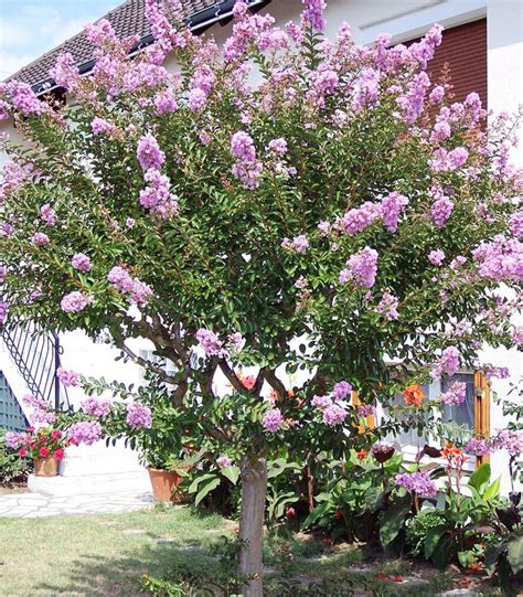 LAGERSTROEMIA BLANC LILAS DES INDES BLANC