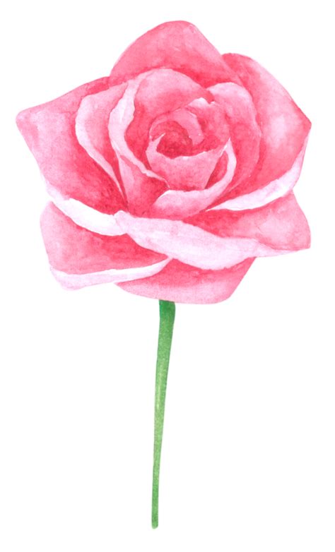 Pintura De Mano De Acuarela De Flor Rosa Png