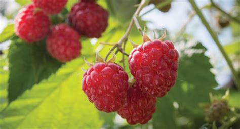 What Does A Raspberry Tree Look Like Raspberry