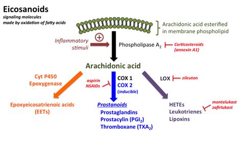 Introductiontoeicosanoids Tusom Pharmwiki