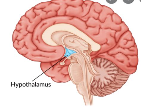 L3 Hypothalamus Pituitary And Pineal Gland Flashcards Quizlet