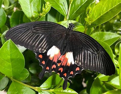 Tropical Butterfly Pupae From Philippines Special Offer Time To Breed