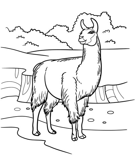 Lama Coloring Pages To Download And Print For Free