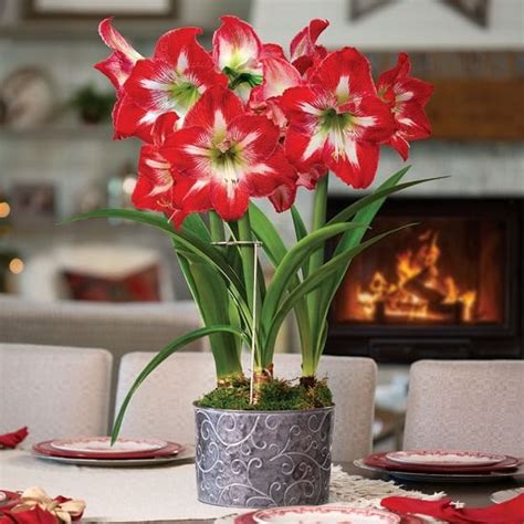 Growing Amaryllis Indoors How To Grow Amaryllis In Pots