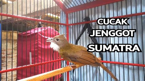 Masteran Pancingan Burung Cucak Jenggot Sumatra Youtube