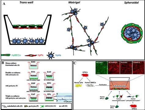 In Vitro Bbb Models To Study Drug Permeability A Different In Vitro