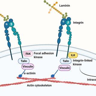 PDF The Impact Of Genetic Manipulation Of Laminin And Integrins At