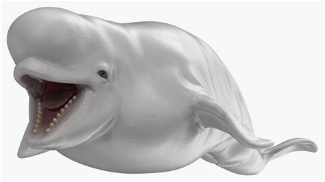 Beluga Whale Young 3d Model 99 3ds Blend C4d Fbx Max Ma Lxo