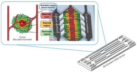 Organ On A Chip Archivos Beonchip