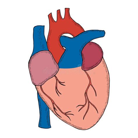 Trazador De Líneas Humano Del Bosquejo Del Corazón En Color Ilustración