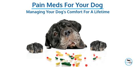 Insider Tips: Pain Management for Your Dog | TopDog Health