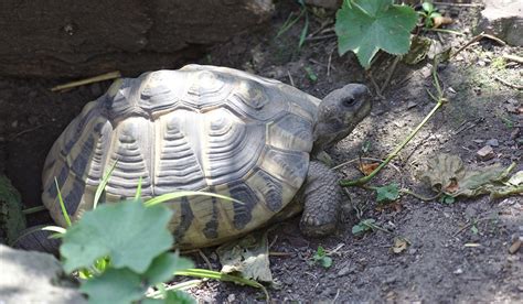 Tortugas Vs Gal Pagos Diferencia Y Comparativa En Puntos