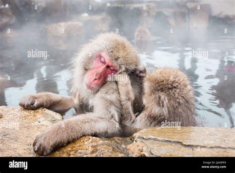 Snow Monkeys Sitting In A Hot Spring Japan Stock Photo Alamy