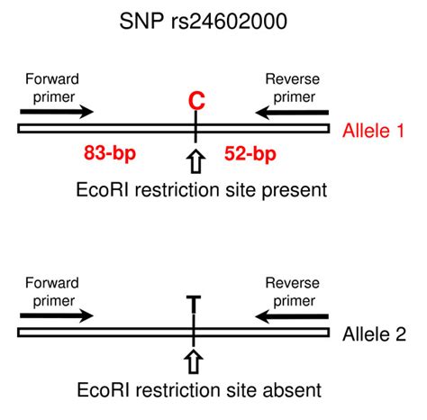 Pcr Rflp Assay For Snp Genotyping Schematic Representation Of The