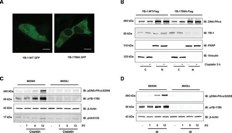 DNA Dependent Protein Kinase Mediates YB 1 Y Box Binding Protein