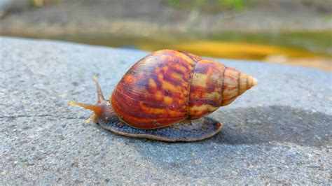 Hunting Snail Siput Pelangi Hermit Crabs Kaki Seribu Crab And