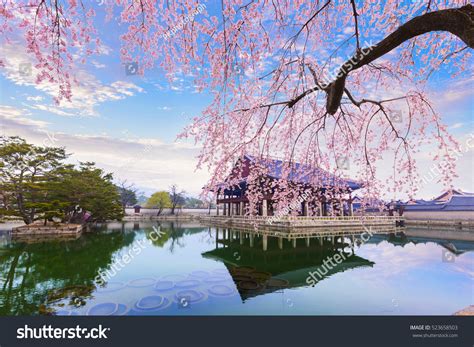 Gyeongbokgung Palace Cherry Blossom Tree Spring Stock Photo (Edit Now ...