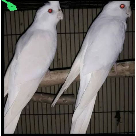 Jual Burung Falk Albino Mata Merah Sepasang Shopee Indonesia