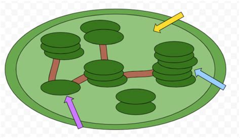 Biology Photosynthesis And Respiration Flashcards Quizlet