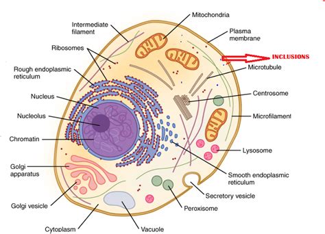 Structure of Cytoplasm, The function of centrosome and Cytoplasmic inclusions | Science online