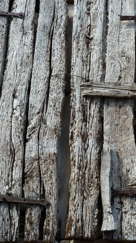 Banco De Imagens árvore Rocha Ramo Plantar Madeira Textura