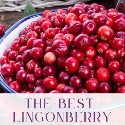 Best Lingonberry Jam Substitute: 13+ Alternatives For Any Recipe