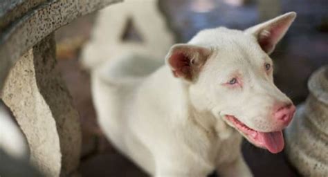 5 Common Health Problems with Albino Pets - Tail and Fur