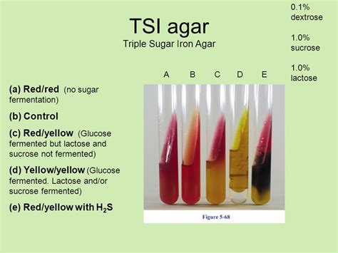 Triple Sugar Iron Agar