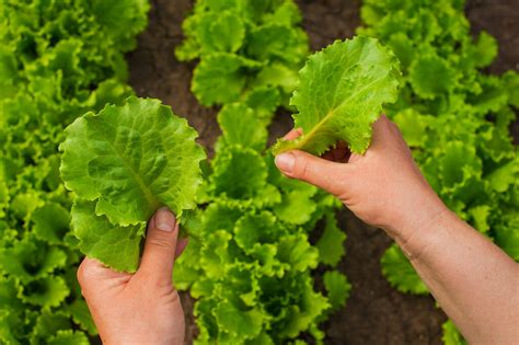 Schnittsalat Pflücksalat ernten Plantura