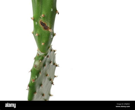 Opuntia Prickly Pear Cactus With Brown Spot Isolated On White