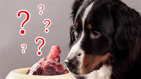 Que Se Passe T Il Si Vous Donnez De La Viande Crue Votre Chien