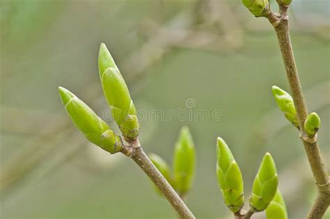 Leaf Buds Of A Sycamore Tree Acer Pseudoplatanus Stock Photo Image