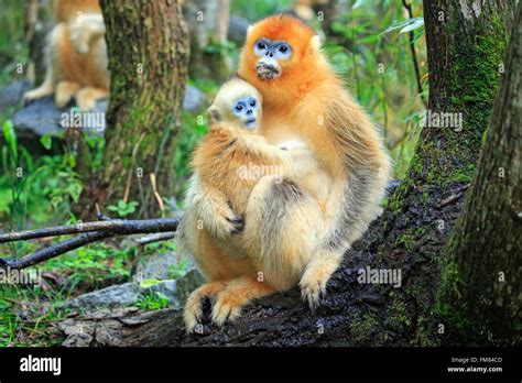 China Shaanxi Province Qinling Mountains Golden Snub Nosed Monkey