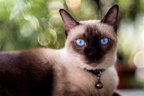 Chocolate Point Siamese Cats 2022 I 11 Things You Need To Know I