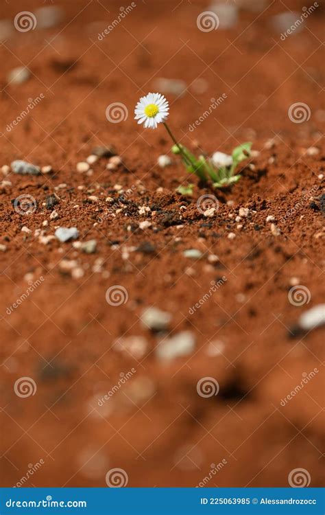 Planta De Margarita Que Sobrevive En El Desierto Caliente Rojo Imagen