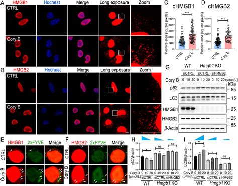 Figure 3 From Corynoxine B Targets At Hmgb1 2 To Enhance Autophagy For