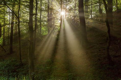 Forest Sunbeams Free Photo On Pixabay Pixabay