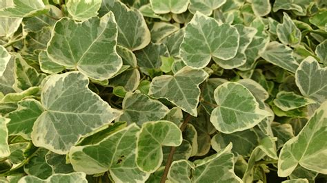 Hedera Succulents Unlimited Bv