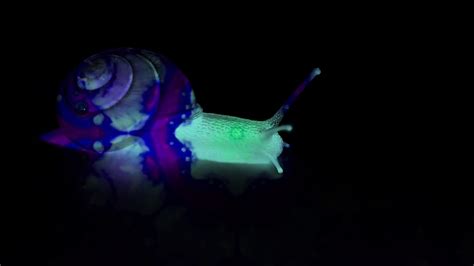 Glowing Snail Youtube