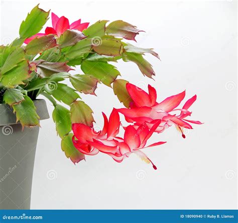 Red Christmas Cactus Royalty-Free Stock Image | CartoonDealer.com ...