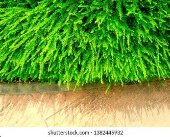 68 Phyllanthus myrtifolius Images, Stock Photos & Vectors | Shutterstock