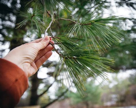 Pine Needle Infused Honey