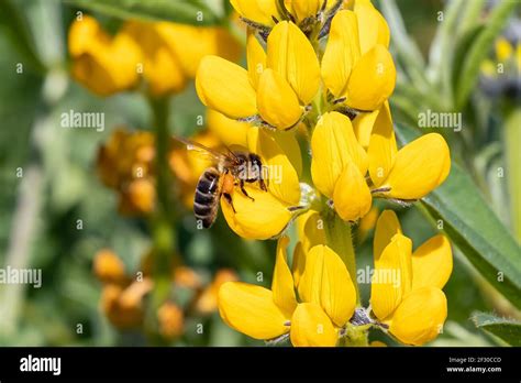 A Honey Bee In A Yellow Lupine Flower Lupinus Luteus In Huelva