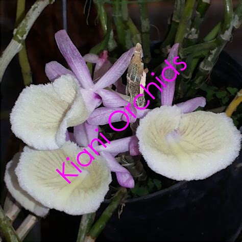 Jual Anggrek Dendrobium Primulinum DEWASA Shopee Indonesia